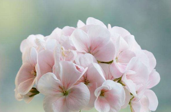 喜欢养花,就养这5种花,不仅花香浓郁,“颜值”特别高