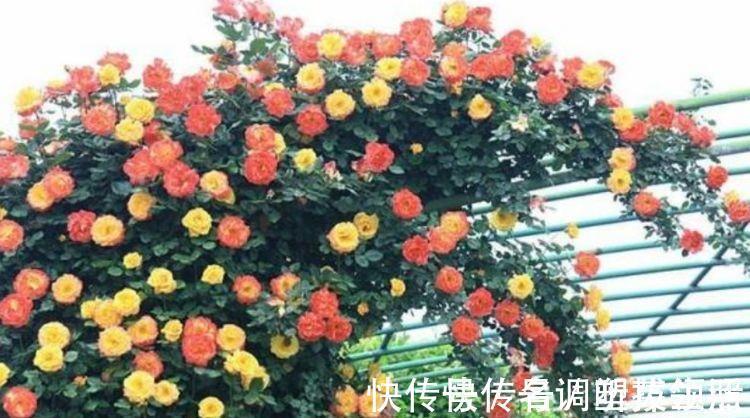 沙漠玫瑰|4种花超适合家养的,开花爆盆花期长,开起花来非常迷人