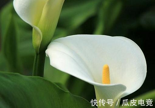 一氧化碳|卧室放这四种植物,对人体大有好处