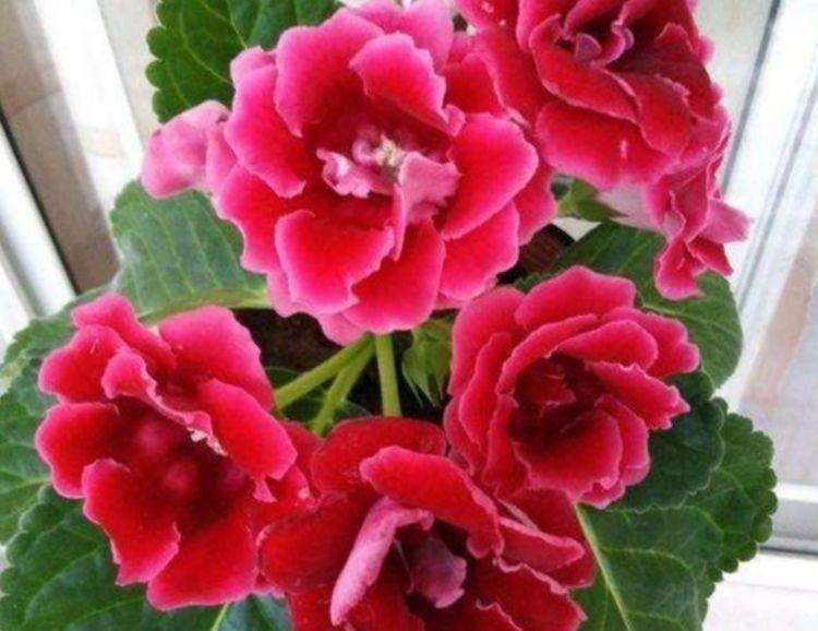 几款小花养家里,开花幽香暗淡,花型圆滚惹人爱,入手不亏