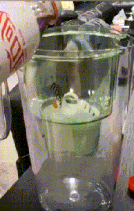 |搞笑GIF:锁骨窝里能养鱼,这身材才算是厉害啊