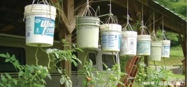 叶片上长满斑块的红边椒草,比圆叶椒草好看几倍