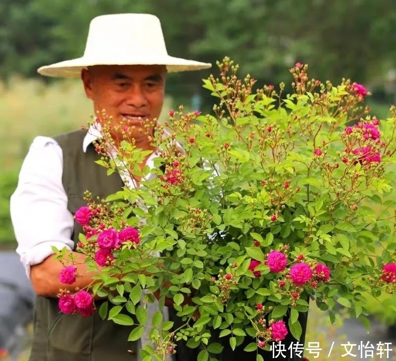 品种|100个月季品种,千姿百态,每个都很漂亮,图名并茂,值得收藏