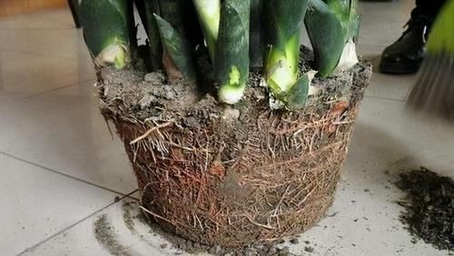 虎皮兰不冒芽?扒开土瞅一瞅,小芽一个个,长了一大盆