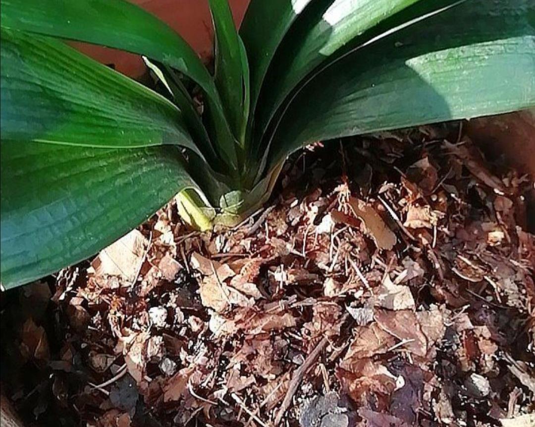 松软|养君子兰不用买土,用3种材料配成“营养土”,松软透气养分足