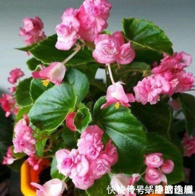 龙船花|此花超漂亮，沾土就活，花朵迷人，阵阵花香，花朵大