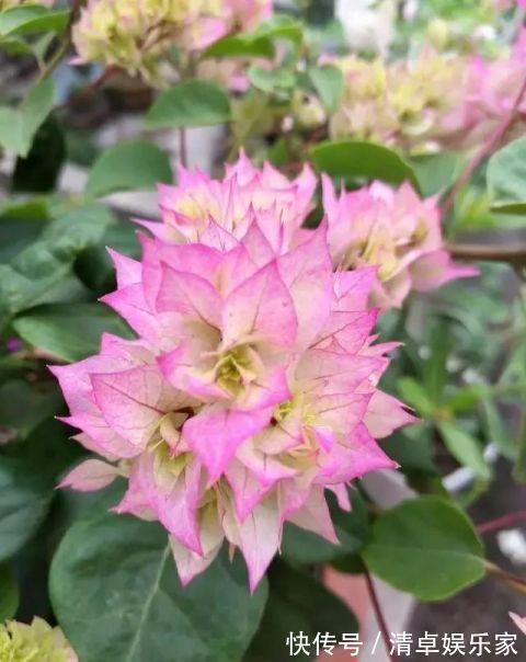 开花勤快,好养好看少病害,这两种“开花机器”,谁养谁爱!