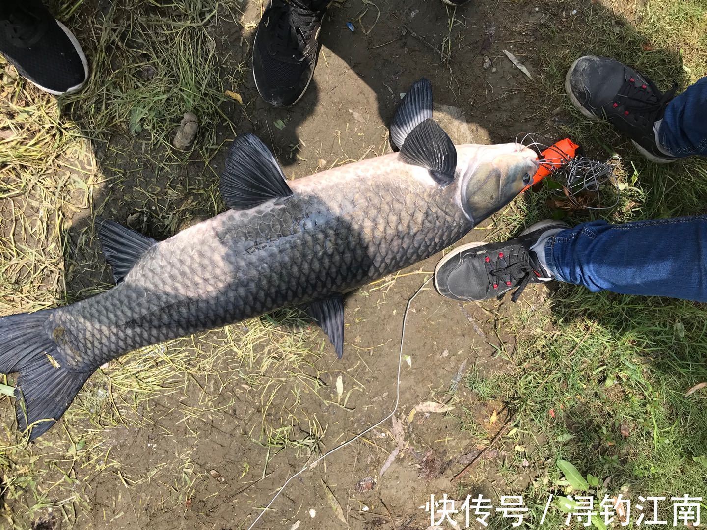 野钓成为高手的标志之一：会做窝。可具体要怎么做？一文读懂其中的主要思路