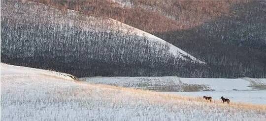 映象｜雪中的内蒙古草原万马奔腾，美的不可方物