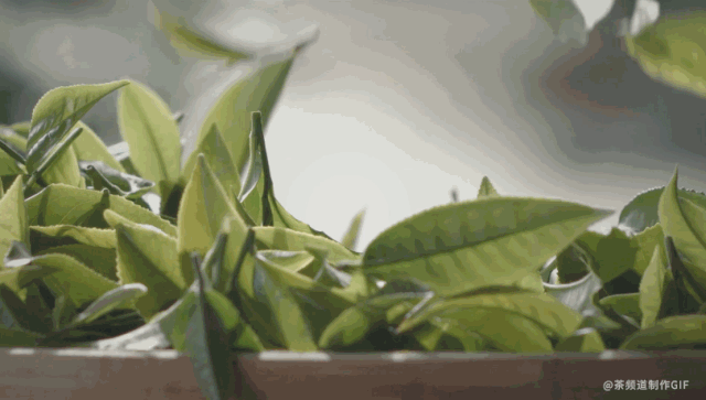 滋味|茶的鲜味从何而来？