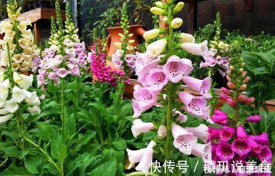 观赏价值|4款花超漂亮的,四季开花,观赏价值高,太美了