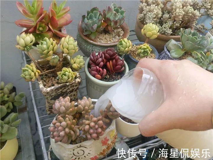 天后|10个养花的坏习惯,赶紧改,不然真是浪费钱!