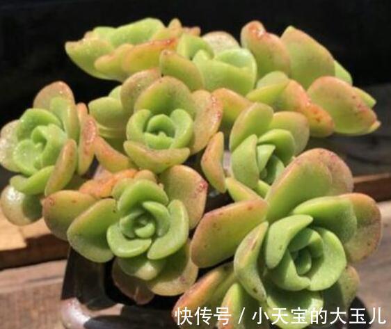 植株|喜欢养多肉就养这种带香气的百合莉莉