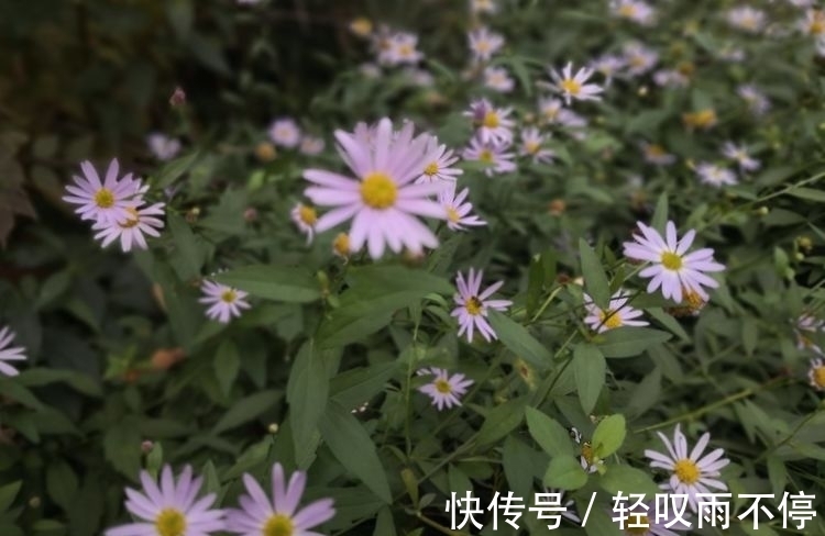 晓露@七律 梦中思(七首)