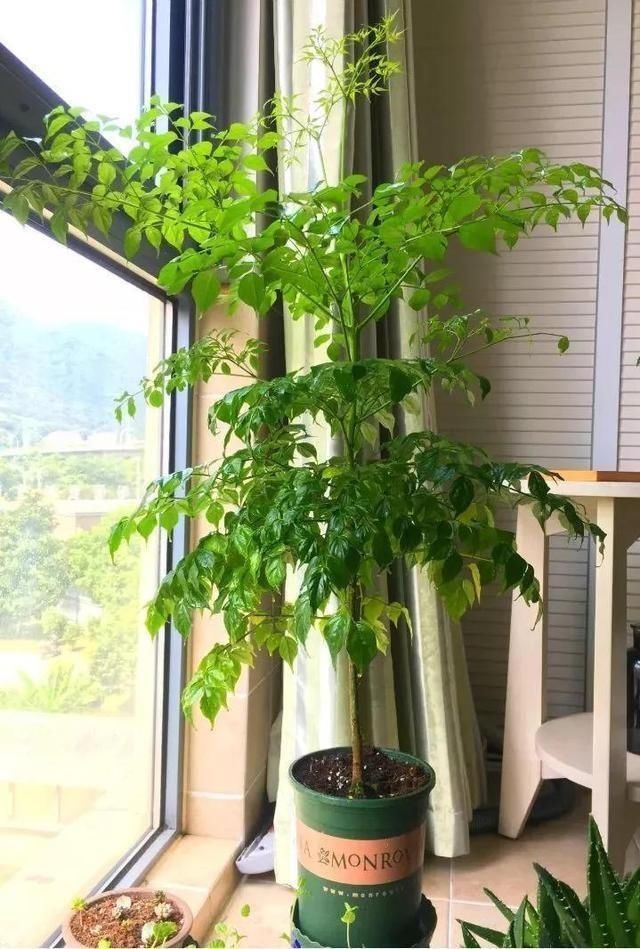 大气|“懂花人”给客厅养4种花,美观大气、旺运招财,养好还“开花”【一点资讯】