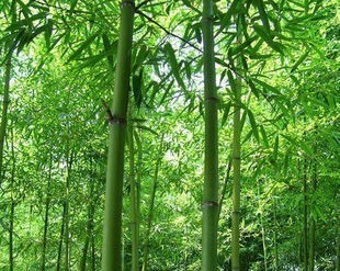 弓身&古代制作弓箭的木材中竹子并非最佳选择,古人制弓多就地取材