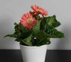 养花用果皮,直接扔盆里,7天长新芽,不怕养不活