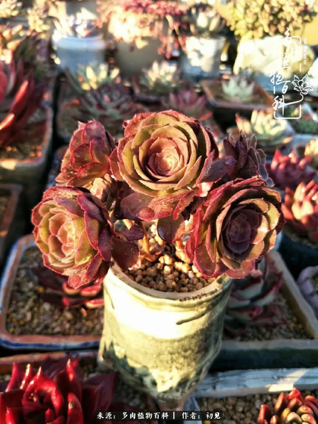 养多肉四周年，从初见到爱恋！幸福一直藏在浅薄的日子里！