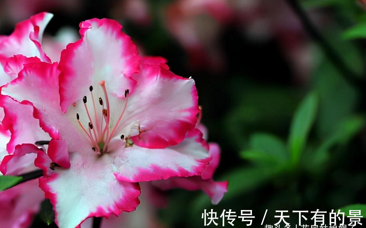 蝴蝶兰|3种花好看但是难养,新手养不好,老手不愿养,别轻易入坑