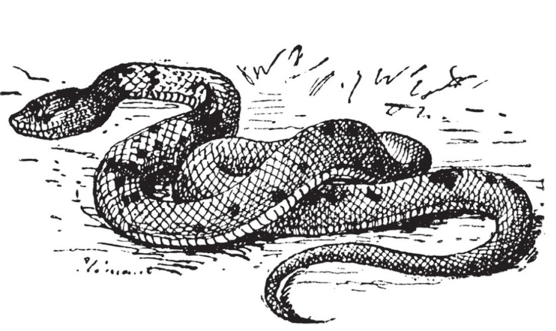 蛇头@聊斋故事佛像镇蛇妖