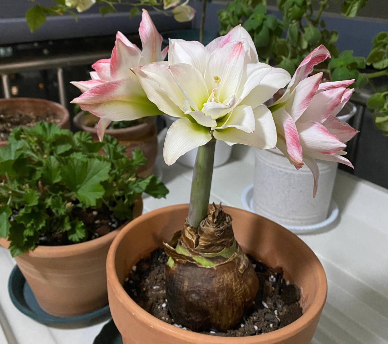 秋季|栽种朱顶红,简单3步,开出大花、颜值很高、惊艳无比