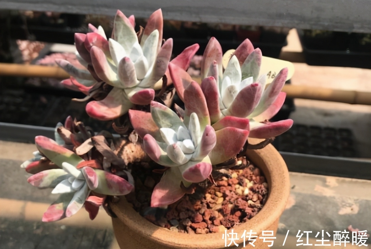 别再开心多肉长根了,茎干上长得越多植株问题越大,要及时处理