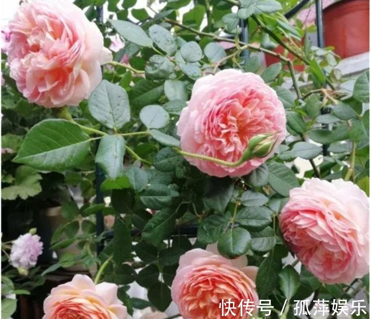 4种花人见人爱，仙气十足，花开美观又大气，花色艳丽灿烂无双