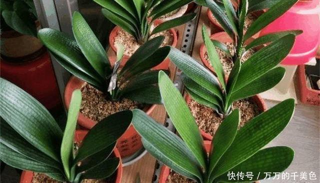 高手|高手养君子兰,1片叶子长1株,蘸点它2周窜白根,3年养200棵