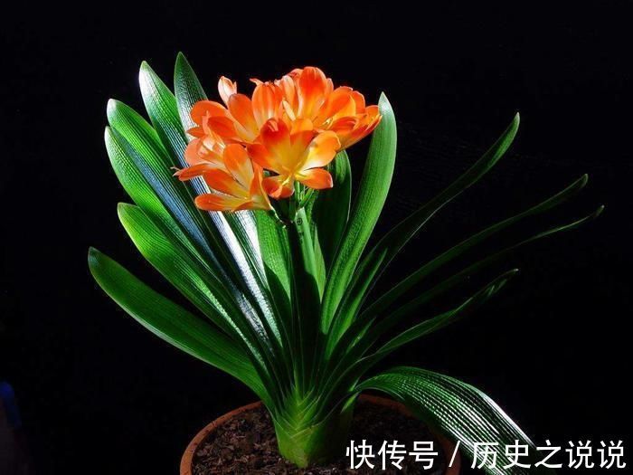 观赏|养一盆君子兰,观赏性极佳,浇水时记住口诀,肉质感强开花美
