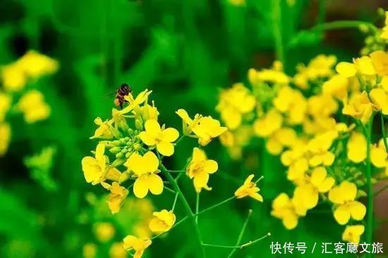 赏花|罗平赏花攻略，万亩油菜花开成海