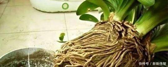 肥厚|君子兰不见长、不开花“2种料”扔盆里,新芽多,一年开花2次