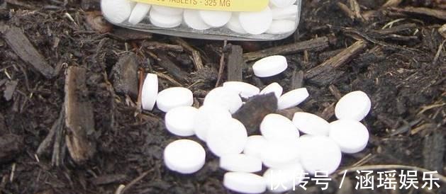 黄叶|养花施肥多麻烦!浇花水兑“养花宝”,实用又有效!