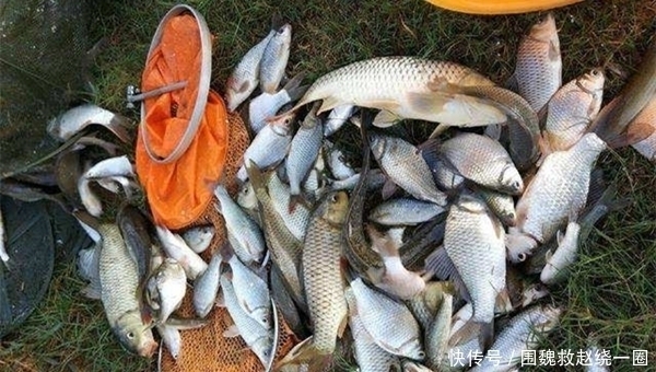 晚秋气温低鱼口差,诱鱼是关键这些特效窝料配方,提升上鱼效率