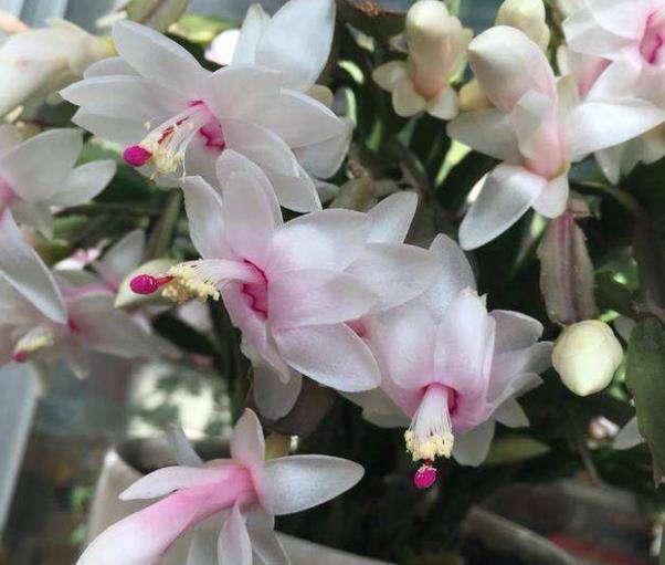 家里有个小窗台,摆上一种漂亮花,好养好看能开整个冬