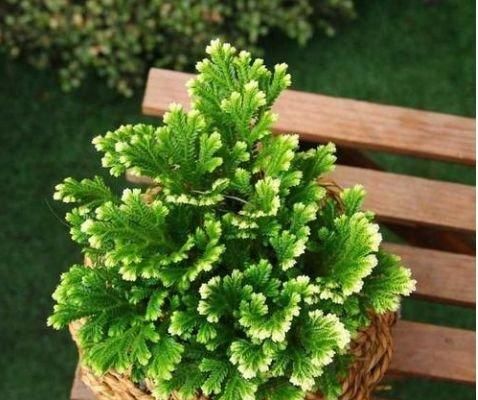 绿萝|1种迷你小“松柏”,一年四季绿油油,比绿萝好养10倍,简单易活