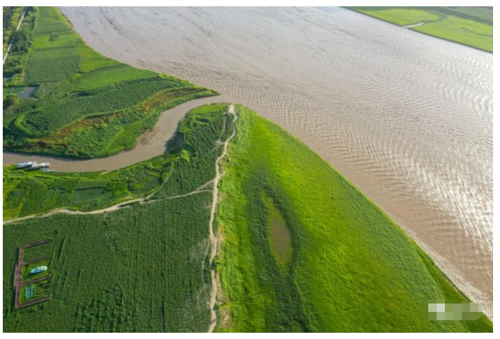 黄河|三门峡：黄河滩涂地上的绿色草原