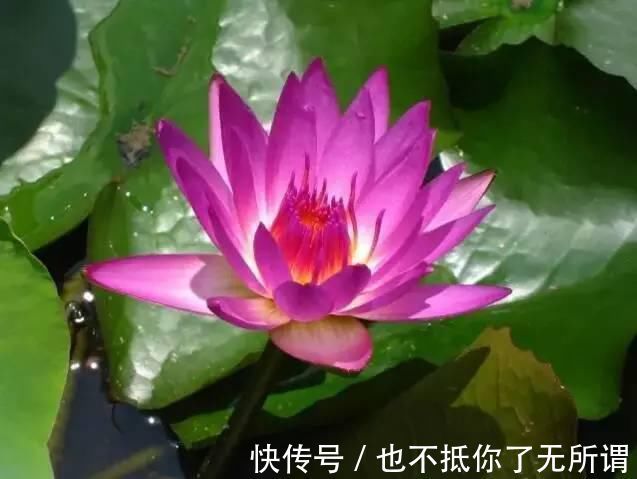 龟甲牡丹|世界上最名贵的花,一盆就是一座房子!