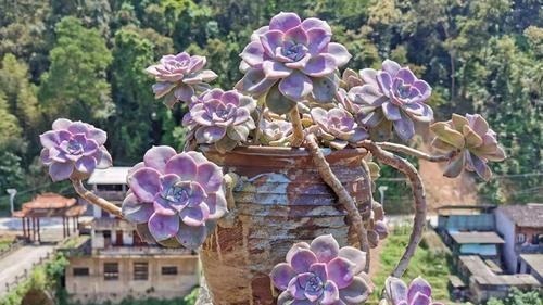 5种漂亮多肉,好看又好养,上色美长满盆,值得拥有!