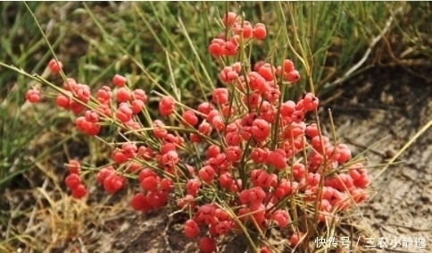 农村一种“假樱桃”,国家管制的草药,发汗散寒,利尿消炎治痛风