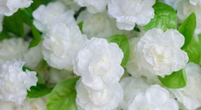 蚯蚓|养栀子花、茉莉花,学会关键“1招”,不黄叶、掉蕾,花开满枝