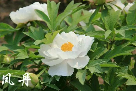 喜欢牡丹花，却一不小心买到芍药！附牡丹花品种图鉴大全