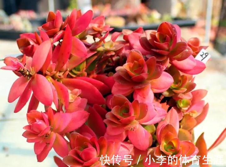 多肉红稚莲和火祭，冬季都是红的如火，但我更爱红稚莲