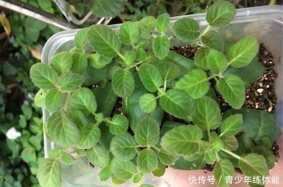 扦插|这种花“太顽强”,叶子“剪碎”插土里还能发芽,开花还非常漂亮!