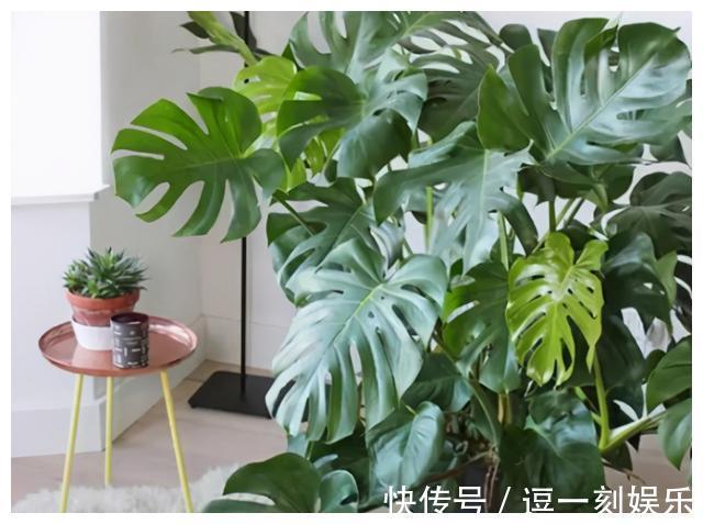 8种绿植,家里养一盆,废气吸光光,净化空气一级棒