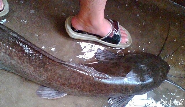 最脏|它是全球最脏的鱼, 亩产量就高达2.5吨, 但是却无人敢吃