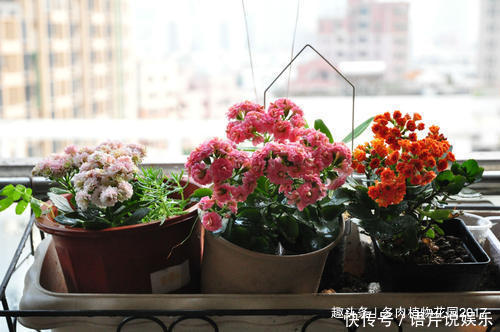 养花六要素，养花入门必备知识点