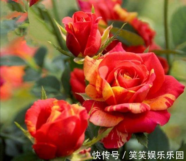 家里没有阳光,不要去养3种花,养了也不开花