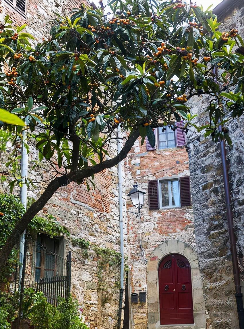 院子里适合种7种“镇宅树”,随便种一棵,“旺财添福”更旺家