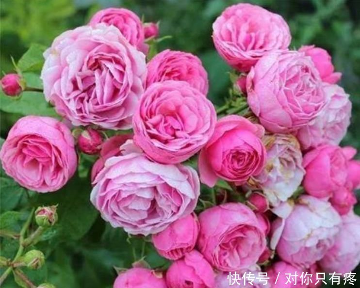 养花就养个花期长的,花大色艳,花开媲美玫瑰,花朵姿态万千,美