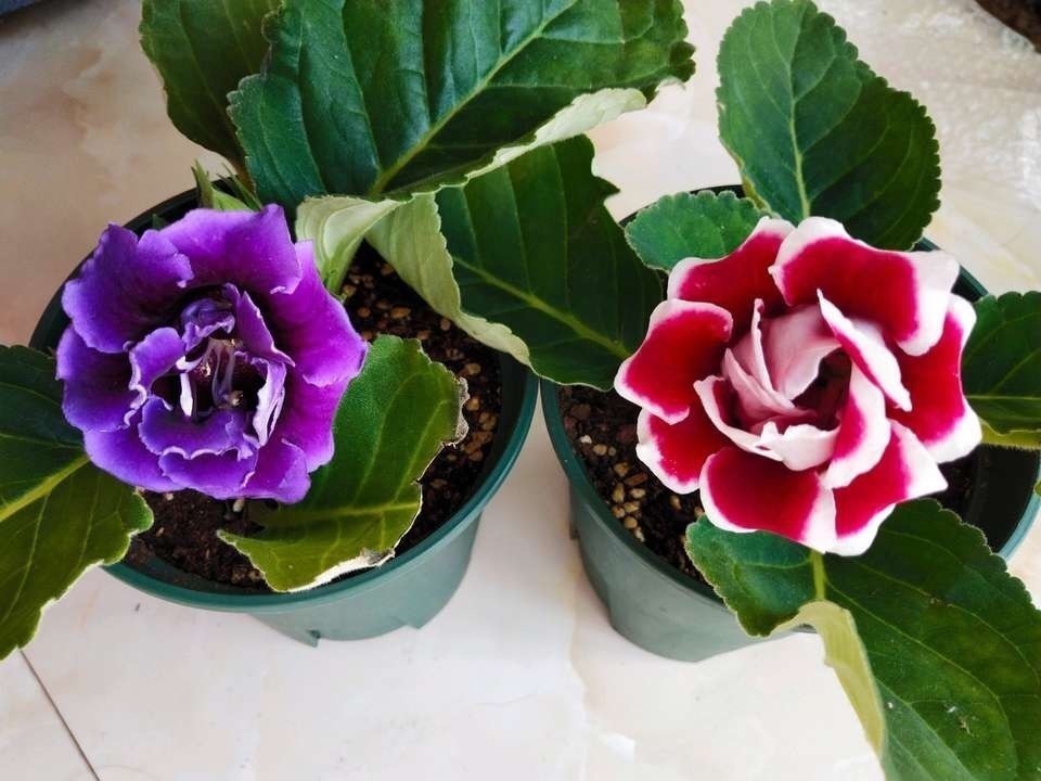 叶片|养2种花“吉祥”花,不要掏冤枉钱,1叶子插土里,冒出一圈土豆根